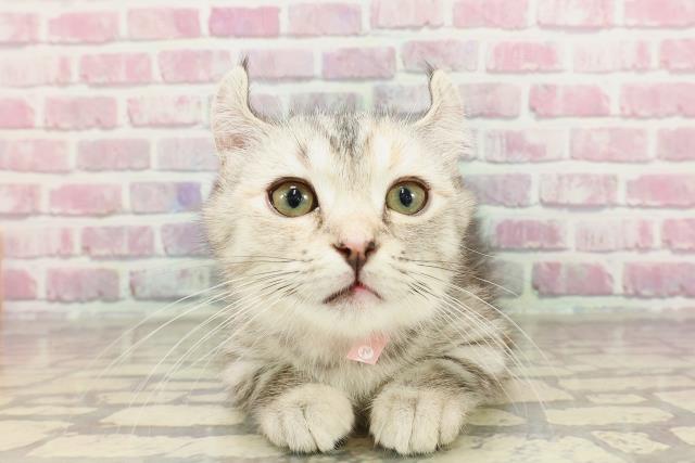 北海道のキンカロー (Coo&RIKU室蘭店/2025年1月30日生まれ/女の子/シルバーパッチドタビー)の子猫