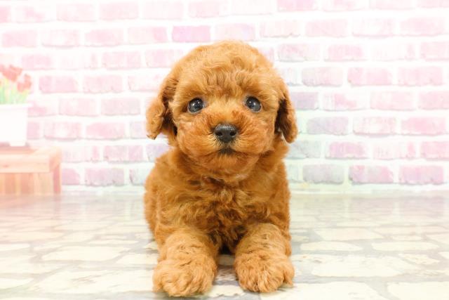 東京都のトイプードル(トイ) (Coo&RIKU新宿三丁目店/2025年3月14日生まれ/女の子/レッド)の子犬