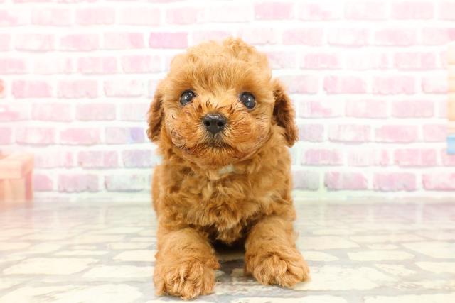 東京都のトイプードル(トイ) (Coo&RIKU大久保店/2025年3月14日生まれ/男の子/レッド)の子犬