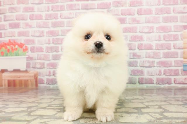 埼玉県のポメラニアン (Coo&RIKUアニマルケアセンター大宮/2025年3月15日生まれ/男の子/クリーム)の子犬