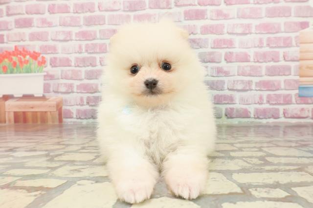 東京都のポメラニアン (Coo&RIKU大久保店/2025年3月15日生まれ/男の子/クリーム)の子犬
