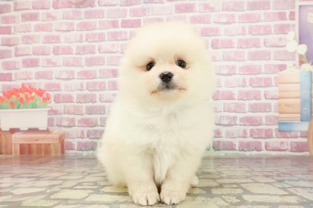 東京都のポメラニアン (Coo&RIKU三軒茶屋店/2025年3月15日生まれ/男の子/クリーム)の子犬