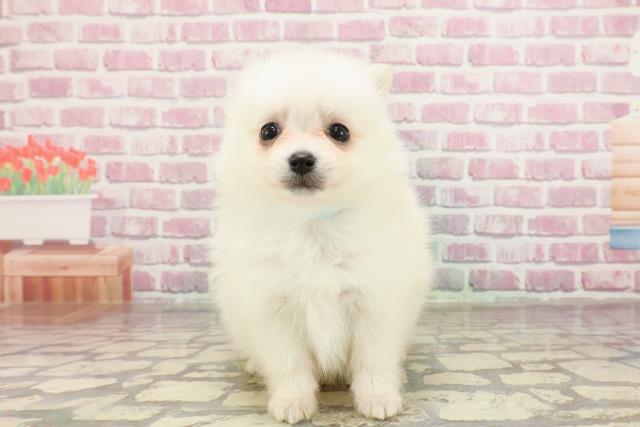 埼玉県のポメラニアン (Coo&RIKUアニマルケアセンター大宮/2025年3月14日生まれ/男の子/クリーム)の子犬