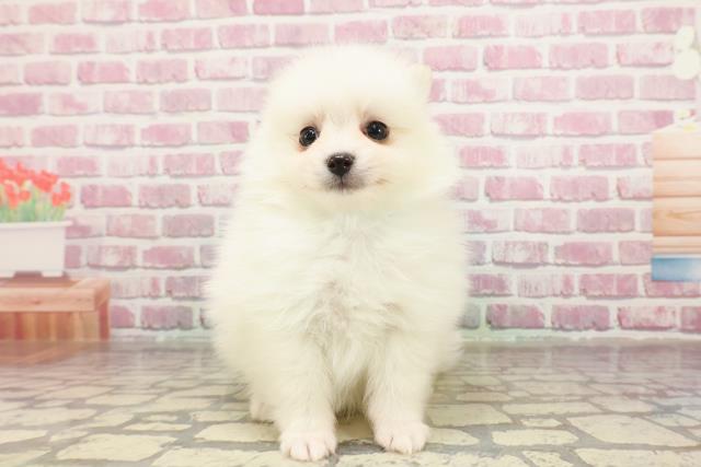 埼玉県のポメラニアン (Coo&RIKUアニマルケアセンター大宮/2025年3月14日生まれ/男の子/クリーム)の子犬
