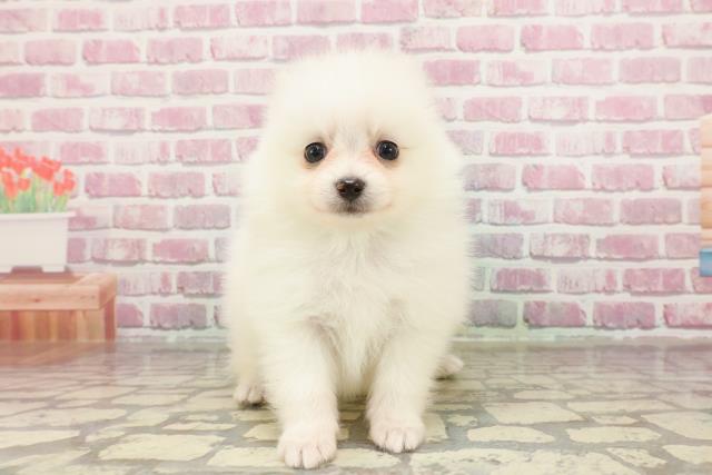 北海道のポメラニアン (Coo&RIKU苫小牧店/2025年3月14日生まれ/男の子/クリーム)の子犬