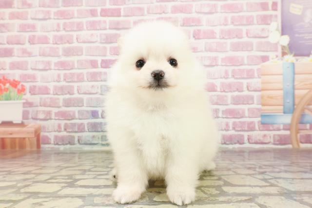北海道のポメラニアン (Coo&RIKU旭川店/2025年3月16日生まれ/女の子/クリーム)の子犬