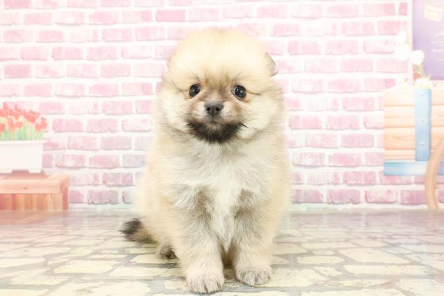埼玉県のポメラニアン (Coo&RIKUアニマルケアセンター大宮/2025年3月16日生まれ/男の子/オレンジ)の子犬