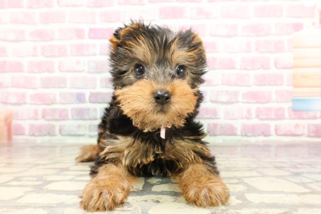 東京都のヨークシャーテリア (Coo&RIKU足立本店/2025年3月5日生まれ/女の子/スチールブルータン)の子犬
