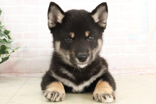 広島県の柴犬(標準サイズ) (Coo&RIKU広島北店/2025年3月14日生まれ/男の子/黒)の子犬