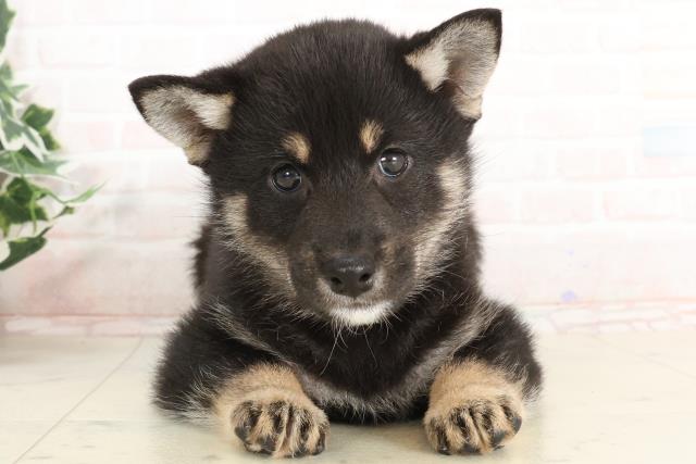 岡山県の柴犬(標準サイズ) (Coo&RIKU岡山店/2025年3月14日生まれ/女の子/黒)の子犬