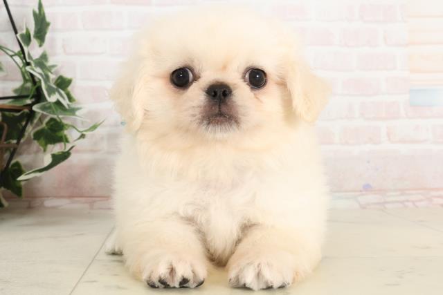 広島県のペキニーズ (Coo&RIKUゆめタウン大竹店/2025年3月14日生まれ/男の子/ホワイト)の子犬