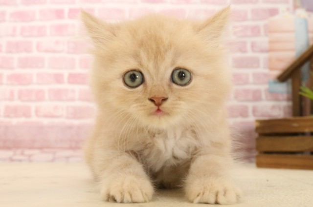 山口県のフォールデックス (Coo&RIKUシーモール下関店/2025年3月11日生まれ/男の子/クリームタビー)の子猫