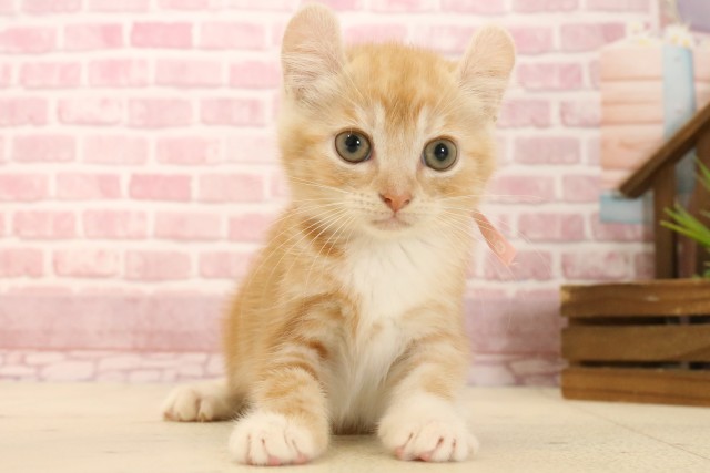 広島県のアメリカンカール (Coo&RIKU福山店/2025年3月14日生まれ/女の子/レッドタビーホワイト)の子猫