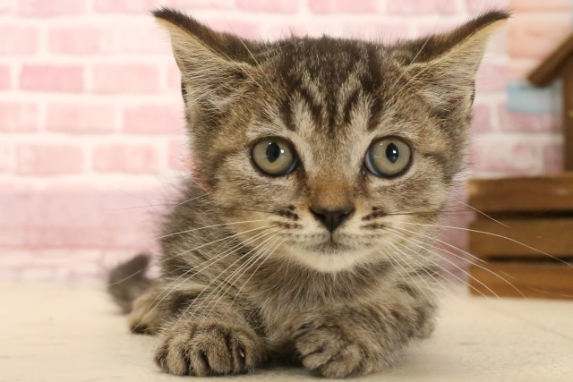 広島県のマンチカン (Coo&RIKU福山店/2025年3月9日生まれ/女の子/ブラウンタビー)の子猫