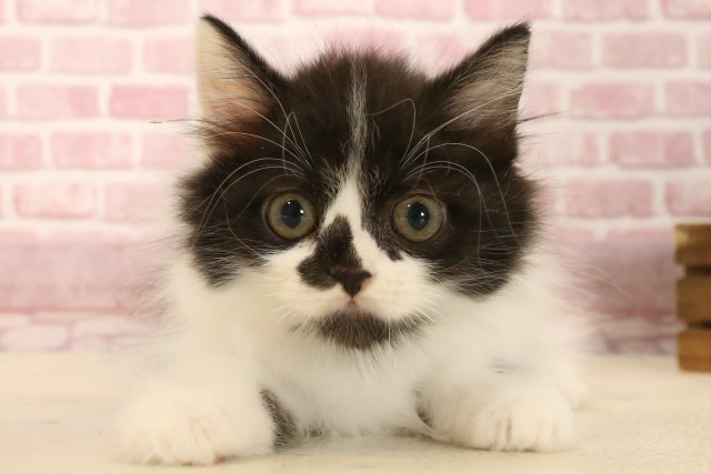 大分県のラガマフィン (Coo&RIKU大分店/2025年3月3日生まれ/男の子/ブラックホワイト)の子猫