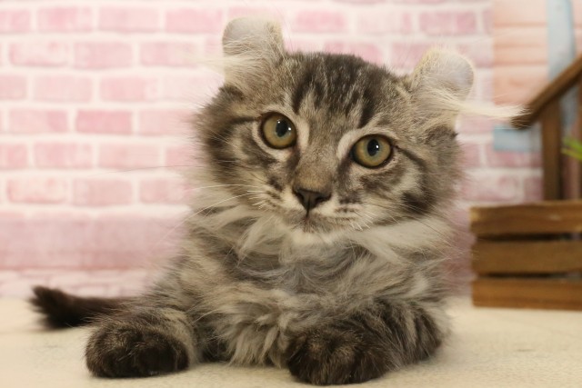 広島県のキンカロー (Coo&RIKU広島北店/2025年3月5日生まれ/男の子/ブラウンタビー)の子猫