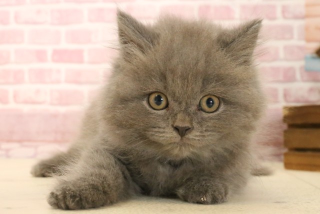 広島県のブリティッシュロングヘアー (Coo&RIKU福山店/2025年3月11日生まれ/男の子/ブルー)の子猫