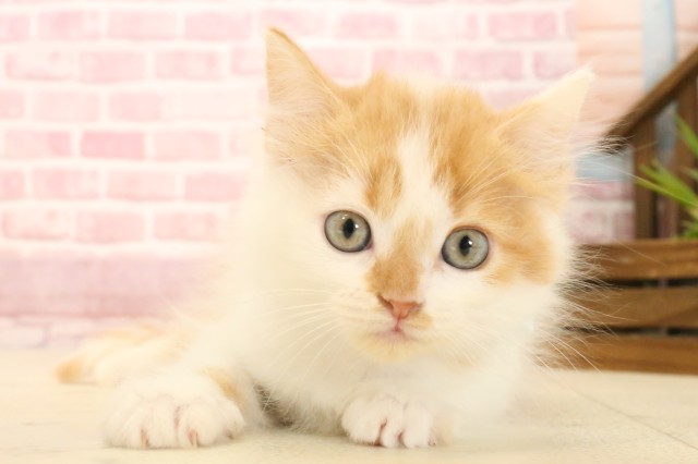 福岡県のラガマフィン (Coo&RIKU福岡西店/2025年3月9日生まれ/男の子/レッドタビーホワイト)の子猫