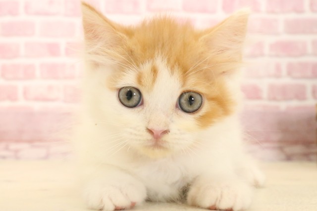 福岡県のラガマフィン (Coo&RIKU久留米店/2025年3月9日生まれ/女の子/レッドタビーホワイト)の子猫