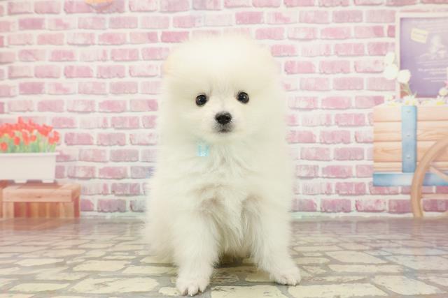 神奈川県のポメラニアン (Coo&RIKU横浜旭店/2025年3月16日生まれ/男の子/クリーム)の子犬