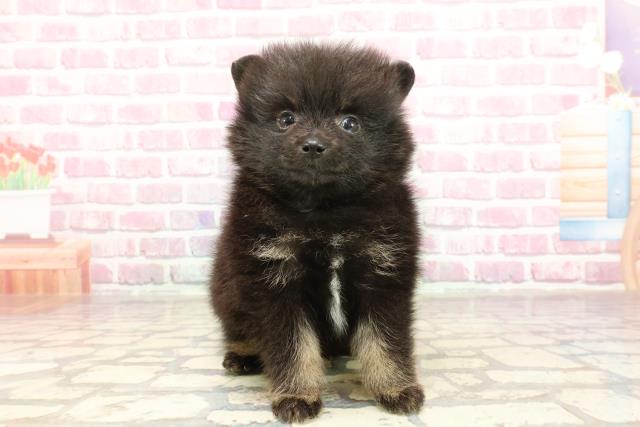 北海道のポメラニアン (Coo&RIKU室蘭店/2025年3月16日生まれ/男の子/ブラックタンホワイト)の子犬