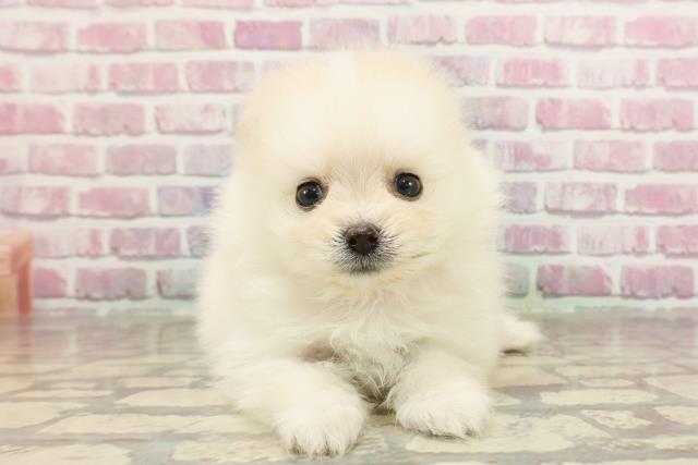 東京都のポメラニアン (Coo&RIKU高円寺店/2025年3月16日生まれ/女の子/クリーム)の子犬