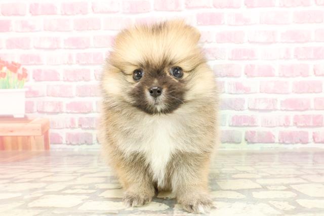 東京都のポメラニアン (Coo&RIKU足立本店/2025年3月16日生まれ/女の子/オレンジ)の子犬