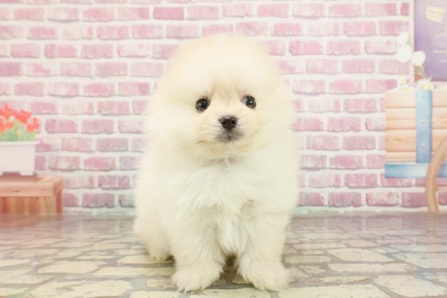 埼玉県のポメラニアン (Coo&RIKUアニマルケアセンター大宮/2025年3月16日生まれ/男の子/クリーム)の子犬