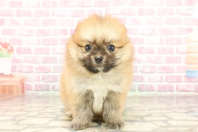 ポメラニアン