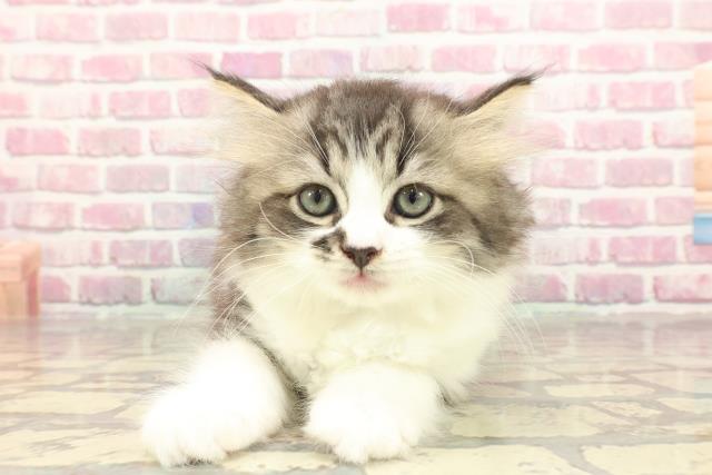 北海道のラガマフィン (Coo&RIKU室蘭店/2025年3月10日生まれ/男の子/ブラウンタビーホワイト)の子猫