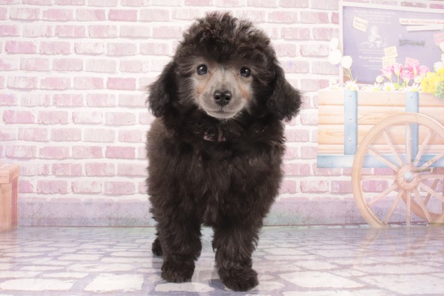 大阪府のトイプードル(トイ) (Coo&RIKU心斎橋店/2025年3月15日生まれ/女の子/シルバー)の子犬