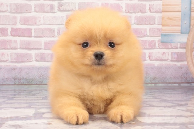 大阪府のポメラニアン (Coo&RIKU心斎橋店/2025年3月15日生まれ/男の子/クリーム)の子犬