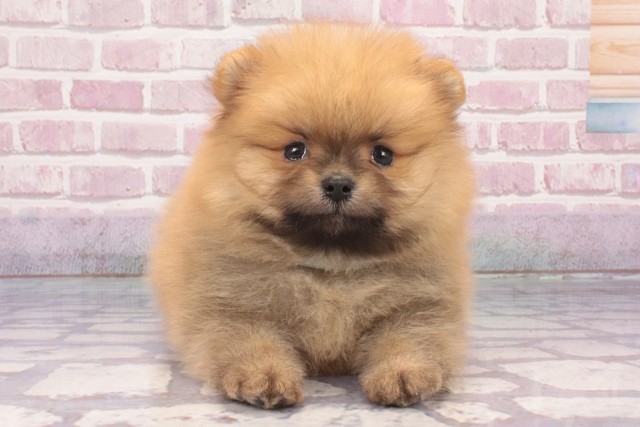 大阪府のポメラニアン (Coo&RIKU茶屋町店/2025年3月15日生まれ/男の子/オレンジ)の子犬