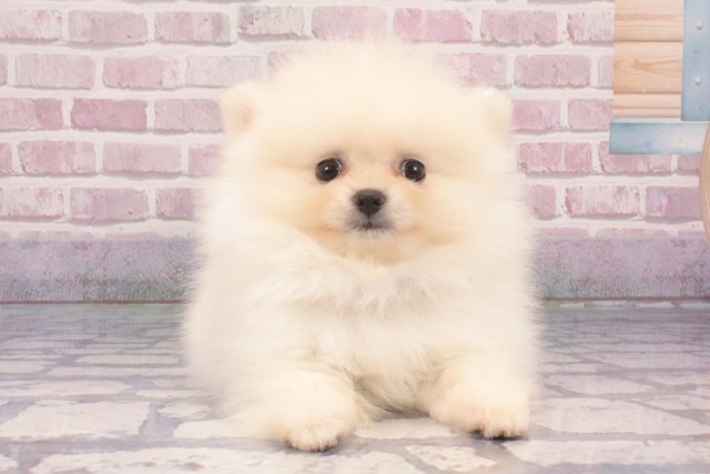 大阪府のポメラニアン (Coo&RIKU天王寺店/2025年3月15日生まれ/男の子/クリーム)の子犬