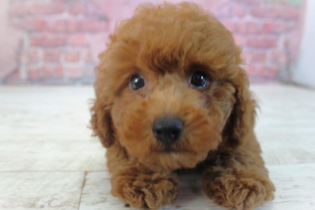 北海道のトイプードル(トイ) (Coo&RIKU札幌東店/2025年3月15日生まれ/男の子/レッド)の子犬