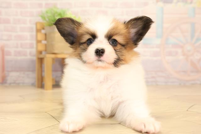 愛知県のパピヨン (Coo&RIKU岡崎店/2025年3月15日生まれ/男の子/ホワイトレッド)の子犬