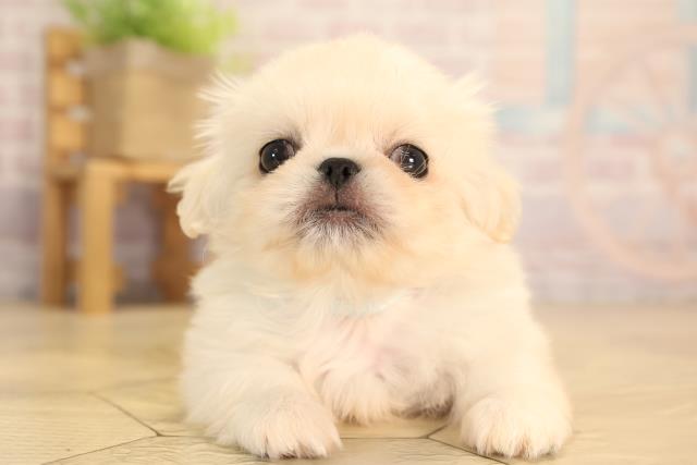 岐阜県のペキニーズ (Coo&RIKU各務原店/2025年3月16日生まれ/男の子/ホワイト)の子犬