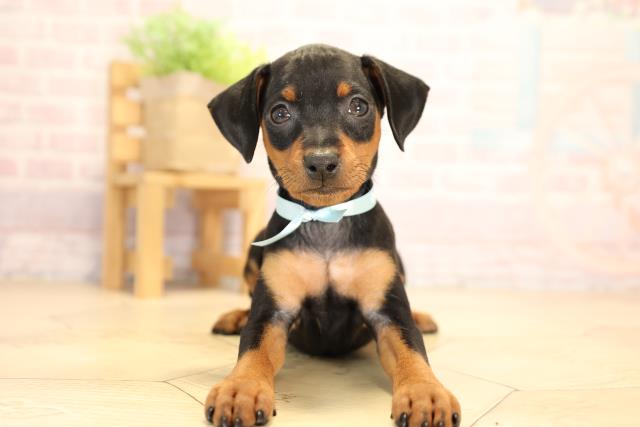 三重県のミニチュアピンシャー (Coo&RIKU四日市店/2025年3月16日生まれ/男の子/ブラックタン)の子犬