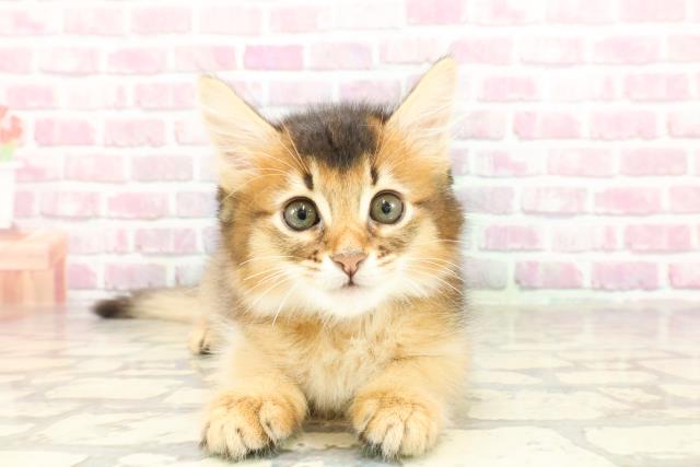 埼玉県のソマリ (Coo&RIKUアニマルケアセンター大宮/2025年3月11日生まれ/男の子/ルディ)の子猫