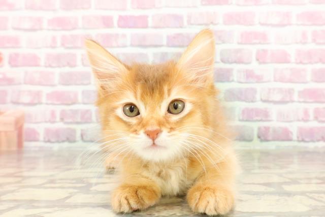 埼玉県のソマリ (Coo&RIKUアニマルケアセンター大宮/2025年3月14日生まれ/男の子/レッド)の子猫