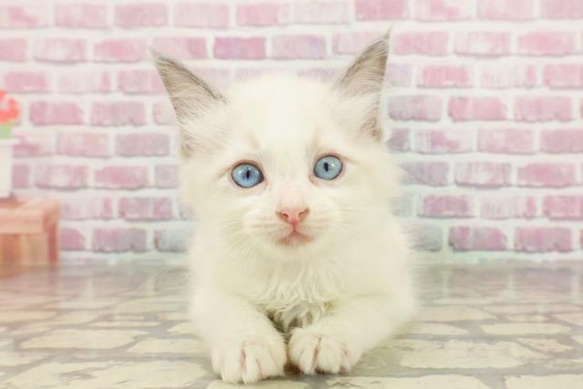 東京都のラグドール (Coo&RIKU新小岩店/2025年3月15日生まれ/女の子/ブルーポイントバイカラー)の子猫