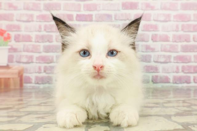 栃木県のラグドール (Coo&RIKU宇都宮店/2025年3月15日生まれ/女の子/ブルーポイントバイカラー)の子猫