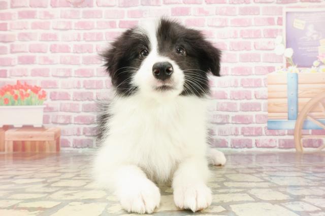 千葉県のボーダーコリー (Coo&RIKU南柏店/2025年3月10日生まれ/男の子/ブラックホワイト)の子犬