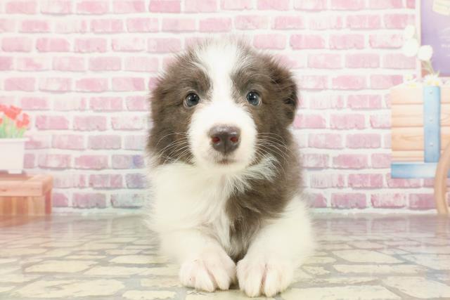 神奈川県のボーダーコリー (Coo&RIKU相模原店/2025年3月10日生まれ/女の子/ブルーホワイト)の子犬