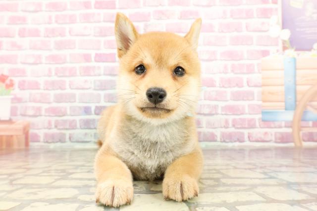 埼玉県の豆柴 (Coo&RIKU岩槻店/2025年3月16日生まれ/男の子/赤)の子犬