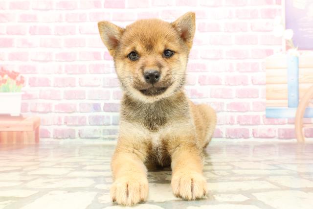 栃木県の豆柴 (Coo&RIKU宇都宮店/2025年3月16日生まれ/女の子/赤)の子犬