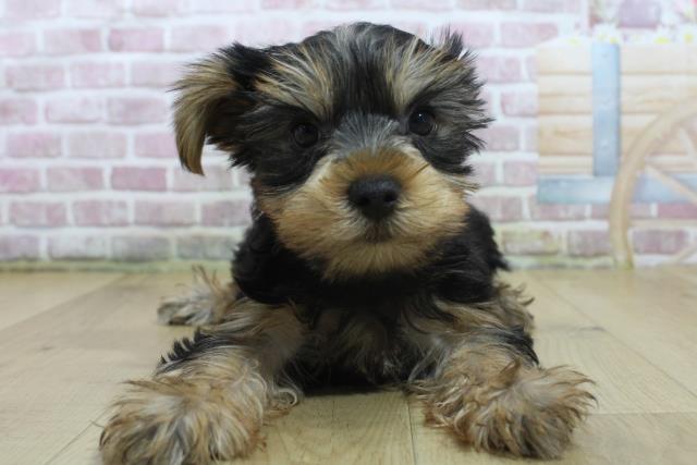 青森県のヨークシャーテリア (Coo&RIKU弘前店/2025年3月11日生まれ/男の子/スチールブルータン)の子犬
