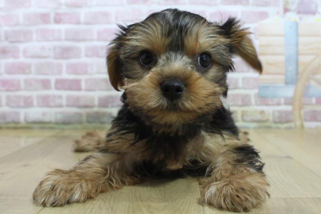 青森県のヨークシャーテリア (Coo&RIKU八戸店/2025年3月11日生まれ/男の子/スチールブルータン)の子犬