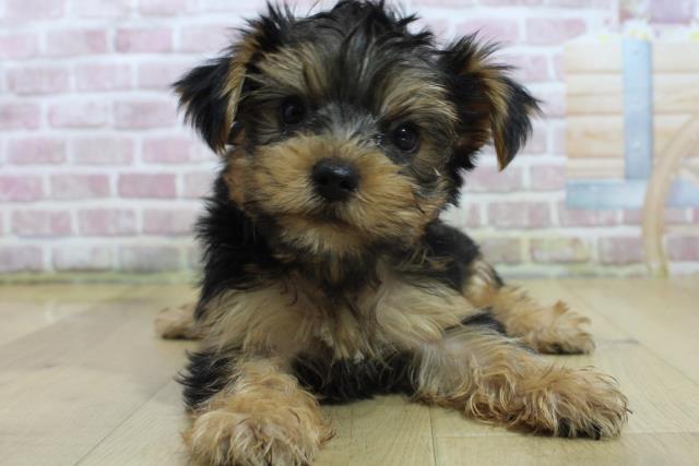 岩手県のヨークシャーテリア (Coo&RIKU一関店/2025年3月11日生まれ/男の子/スチールブルータン)の子犬