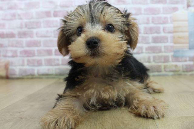 福島県のヨークシャーテリア (Coo&RIKU郡山店/2025年3月11日生まれ/男の子/スチールブルータン)の子犬
